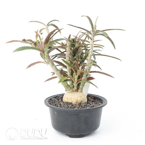 Euphorbia waringiae - Image 2