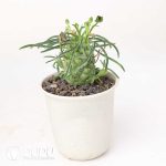 Euphorbia pubiglans - Image 2