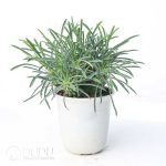 Euphorbia pubiglans - Image 2