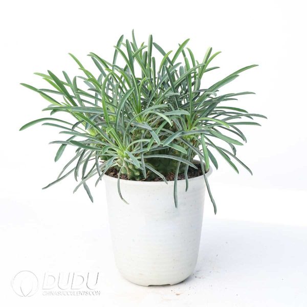 Euphorbia pubiglans - Image 2