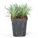 Euphorbia multifolia - Image 2