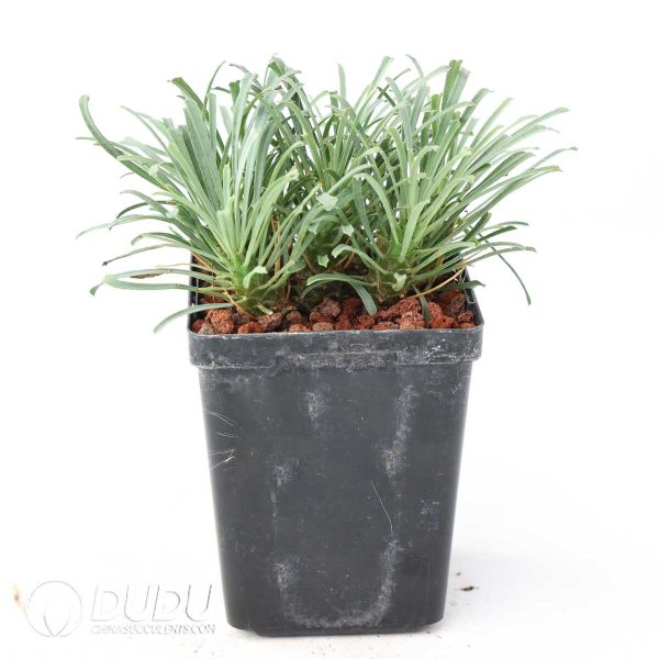 Euphorbia multifolia - Image 2