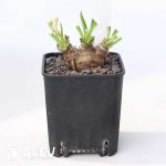 Euphorbia itremensis - Image 2