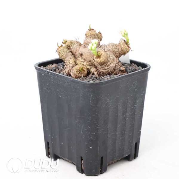 Euphorbia itremensis - Image 2