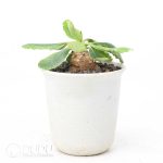 Euphorbia primulifolia - Image 2