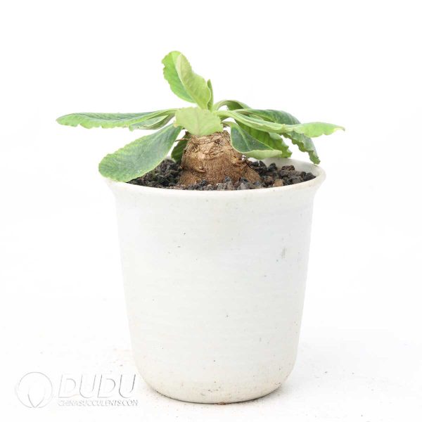 Euphorbia primulifolia - Image 2