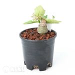 Euphorbia subapoda - Image 2