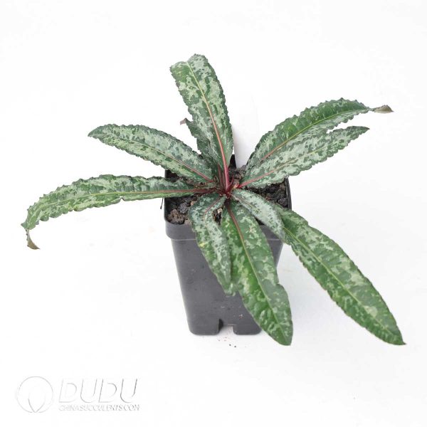 Euphorbia cremersii - Image 2