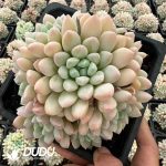 Graptopetalum Peach Face Clustering - Image 2