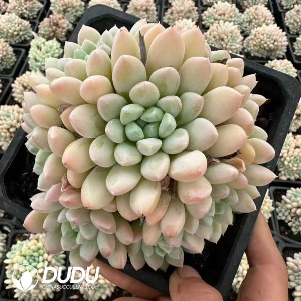 Graptopetalum Peach Face Clustering - Image 2