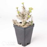 Euphorbia brachyphylla - Image 2