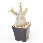 Pachypodium rosulatum var. gracilius - Image 2