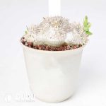 Pachypodium brevicaule - Image 2