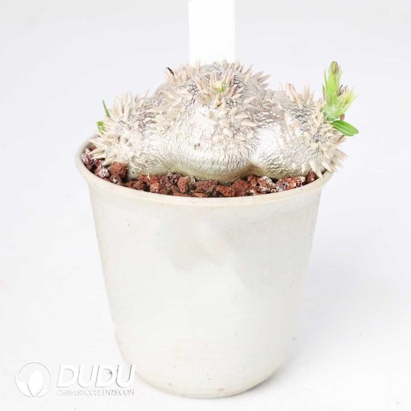 Pachypodium brevicaule - Image 2