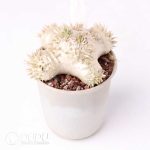 Pachypodium brevicaule - Image 2