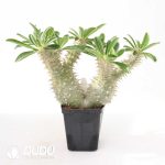 Pachypodium densiflorum - Image 2