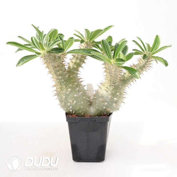 Pachypodium densiflorum - Image 2