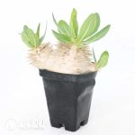 Pachypodium eburneum - Image 2