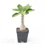 Pachypodium baronii var.windsorii - Image 2