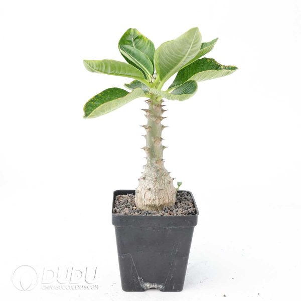 Pachypodium baronii var.windsorii - Image 2
