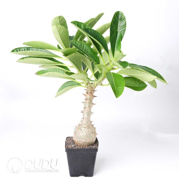 Pachypodium baronii var.windsorii - Image 2