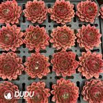 Echeveria Mexican Rose - Image 2