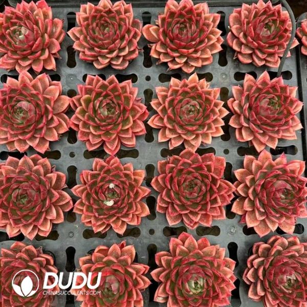 Echeveria Mexican Rose - Image 2