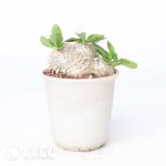 Pachypodium brevicaule x densiflorum - Image 2