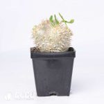 Pachypodium brevicaule x densiflorum - Image 2