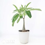 Pachypodium decaryi - Image 2