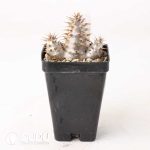 Pachypodium rosulatum subs.makayense - Image 2