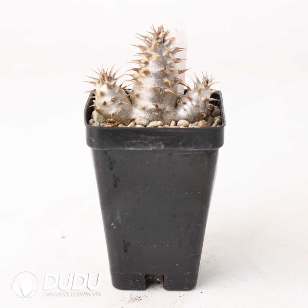 Pachypodium rosulatum subs.makayense - Image 2