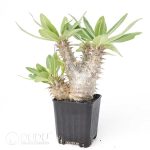 Pachypodium rosulatum subs.makayense - Image 2