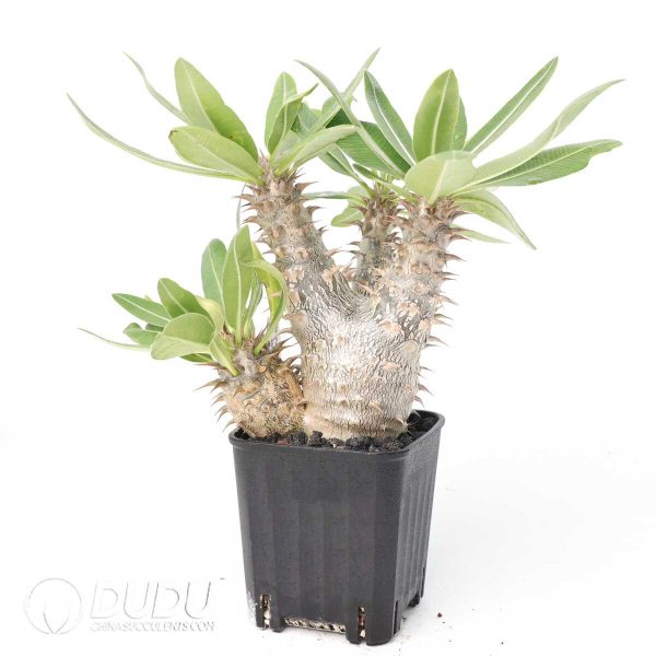 Pachypodium rosulatum subs.makayense - Image 2