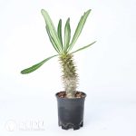 Pachypodium ambongense - Image 2