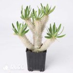 Pachypodium inopinatum - Image 2