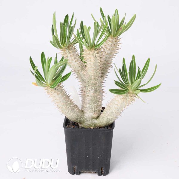 Pachypodium inopinatum - Image 2