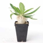 Pachypodium enigmaticum - Image 2