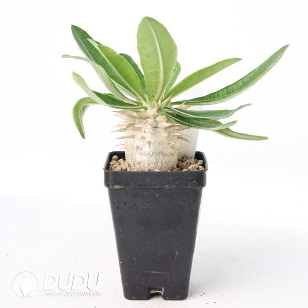 Pachypodium enigmaticum - Image 2