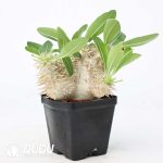 Pachypodium enigmaticum - Image 2