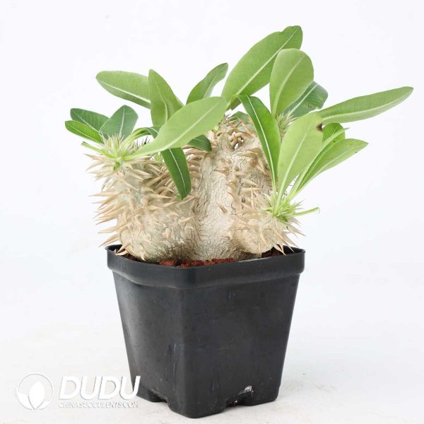 Pachypodium enigmaticum - Image 2