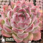 Echeveria Shuibingyue - Image 2
