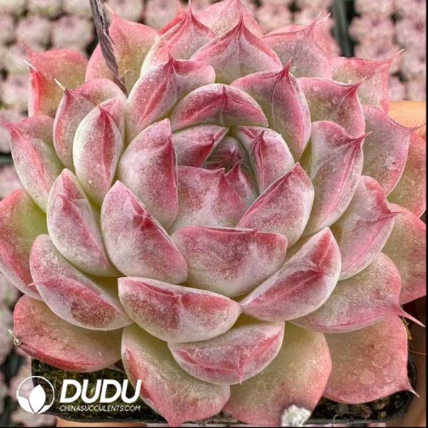 Echeveria Shuibingyue - Image 2