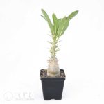Pachypodium leallii - Image 2