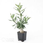 Pachypodium succulentum - Image 2