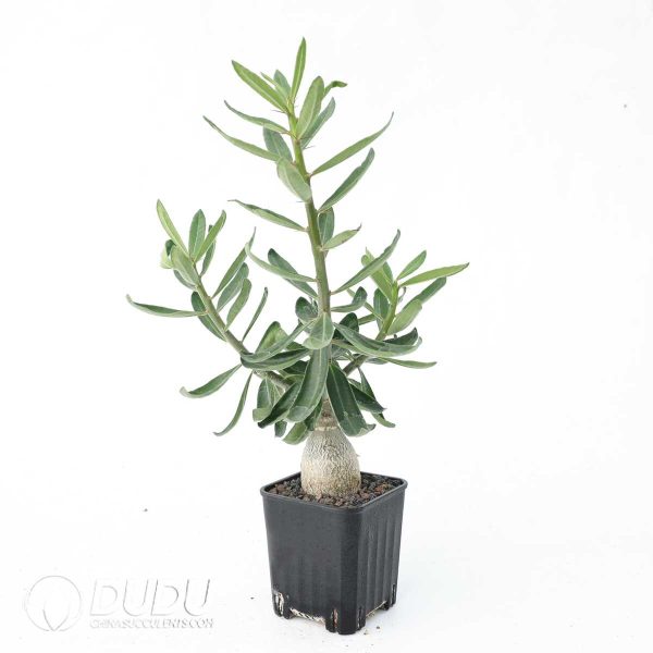 Pachypodium succulentum - Image 2