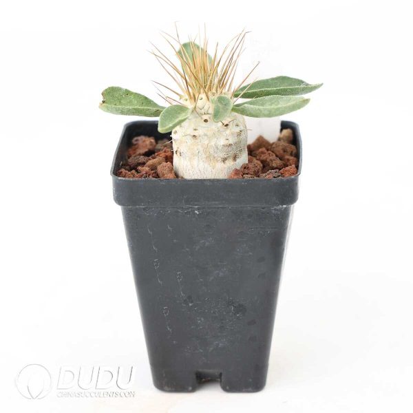 Pachypodium namaquanum - Image 2