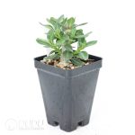 Pachypodium bispinosum - Image 2