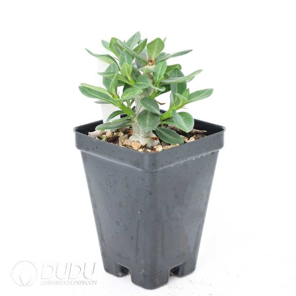 Pachypodium bispinosum - Image 2