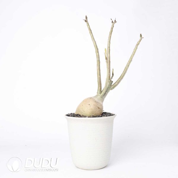 Adenium swazicum - Image 2